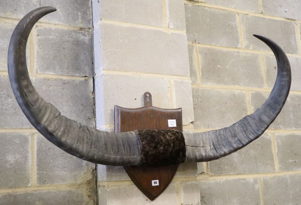 Buffalo mounted horns, c.1910. Provenance: Earl of Lovelace, Torridon, Africa, W.118cm